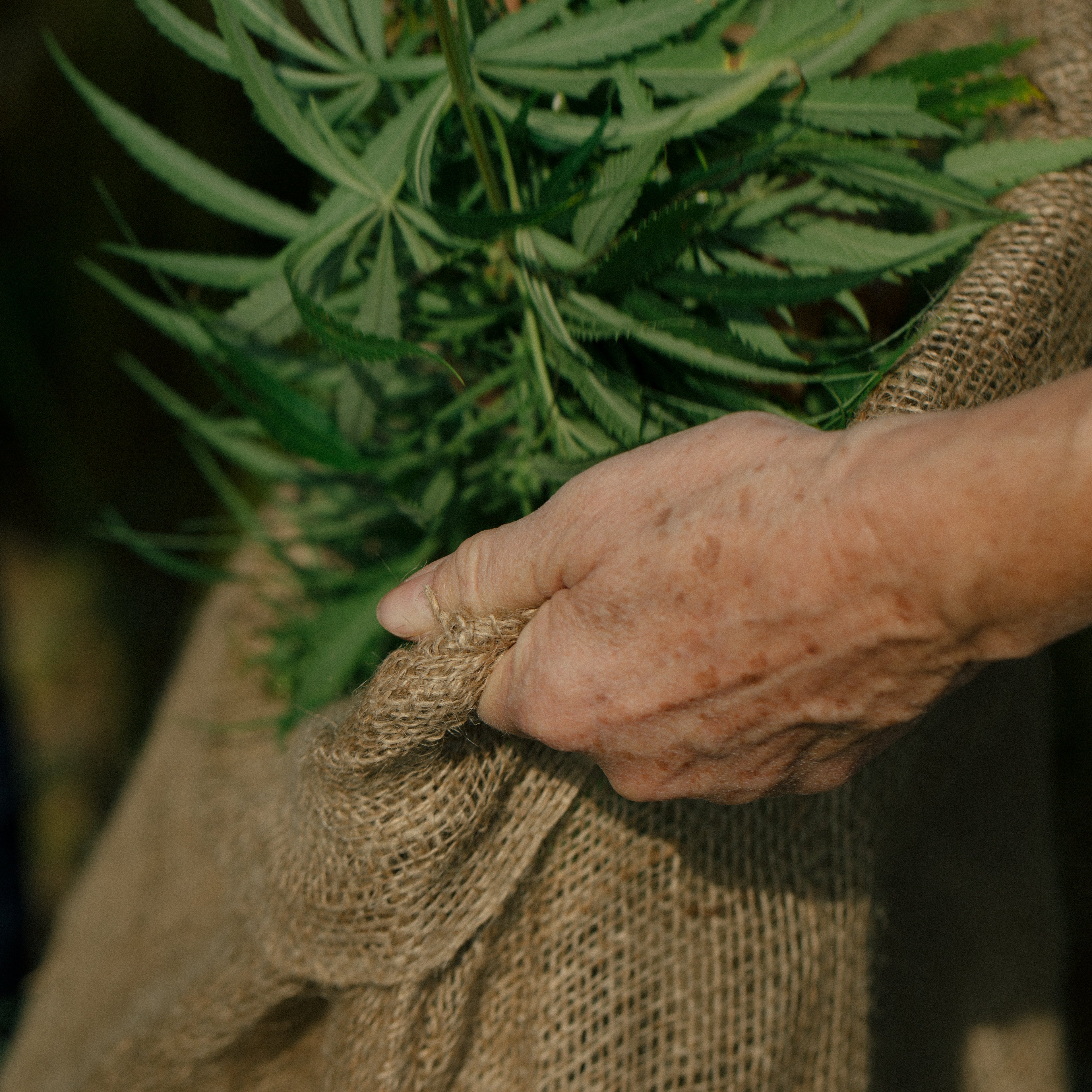 Vetvičky konope v jutovej látke