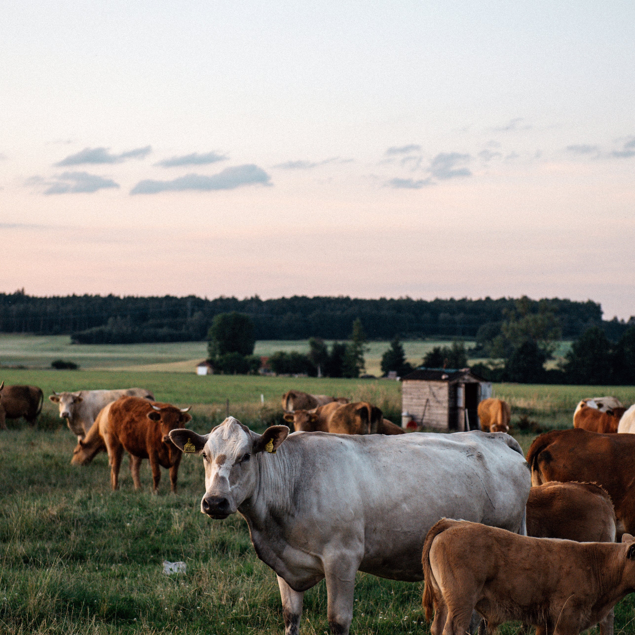 Stádo kravičiek na lúke 