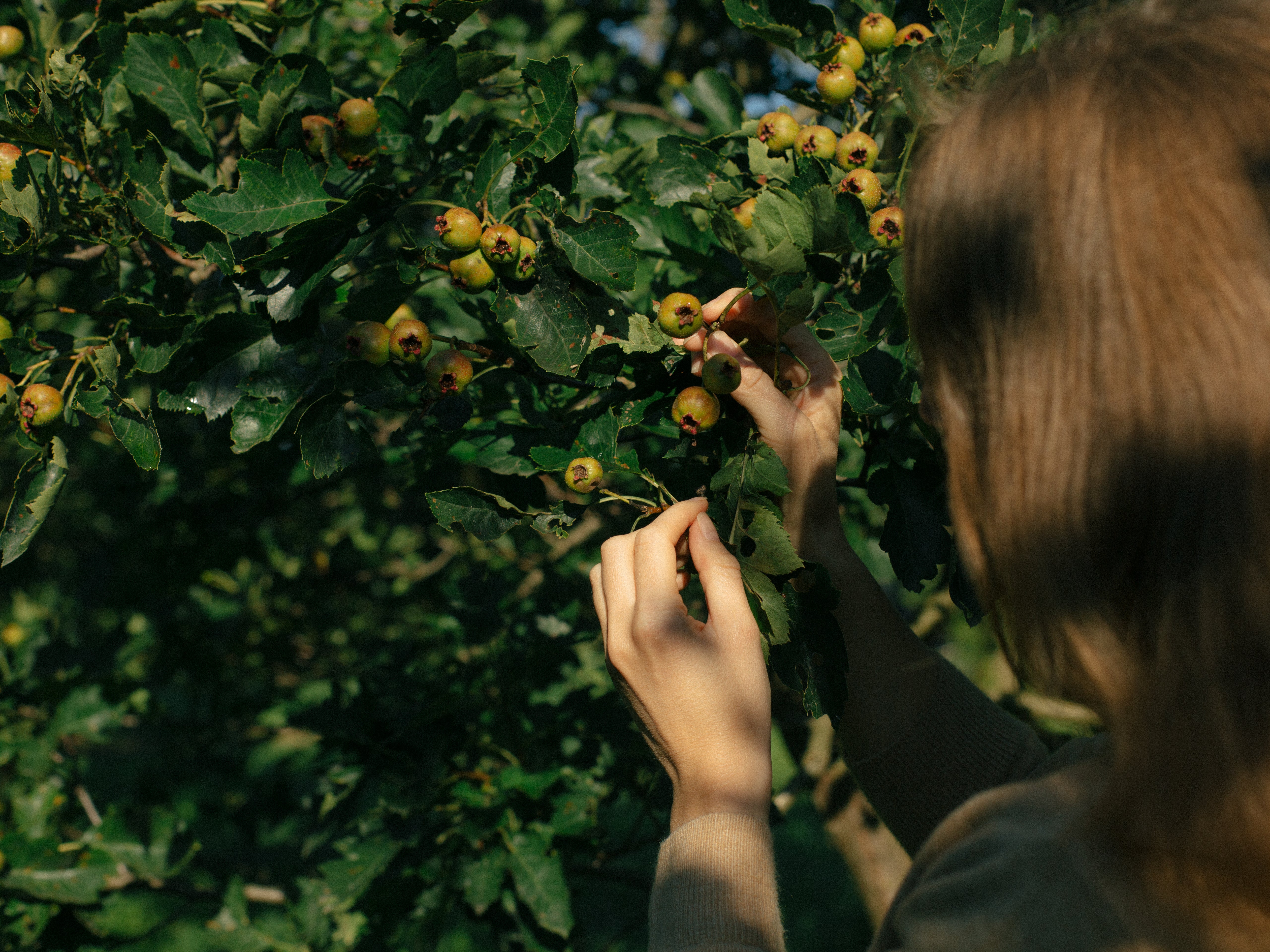 Žena s vetvičkou s dozrievajúcimi plodmi